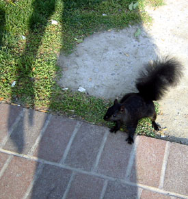 black-squirrel.jpg