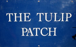 The Tulip Patch