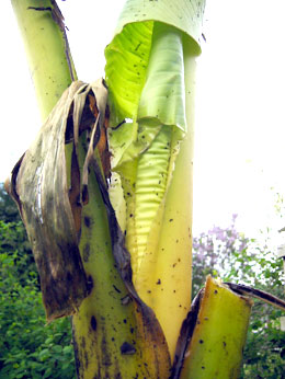 Banana Spring Leaf