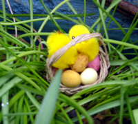 Eggs Chicks