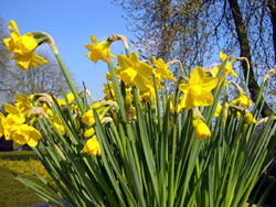 Daffodils Tub