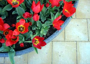 RAI Tulips